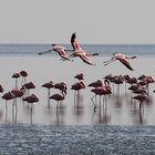 Flamingos am Lake Natron