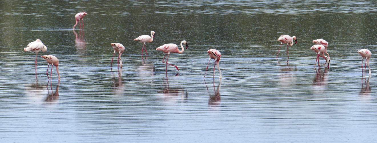 ...Flamingos am Lake Ndutu...