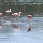 ...Flamingos am Lake Ndutu...