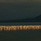 Flamingos am Nakuru-See (Kenya)