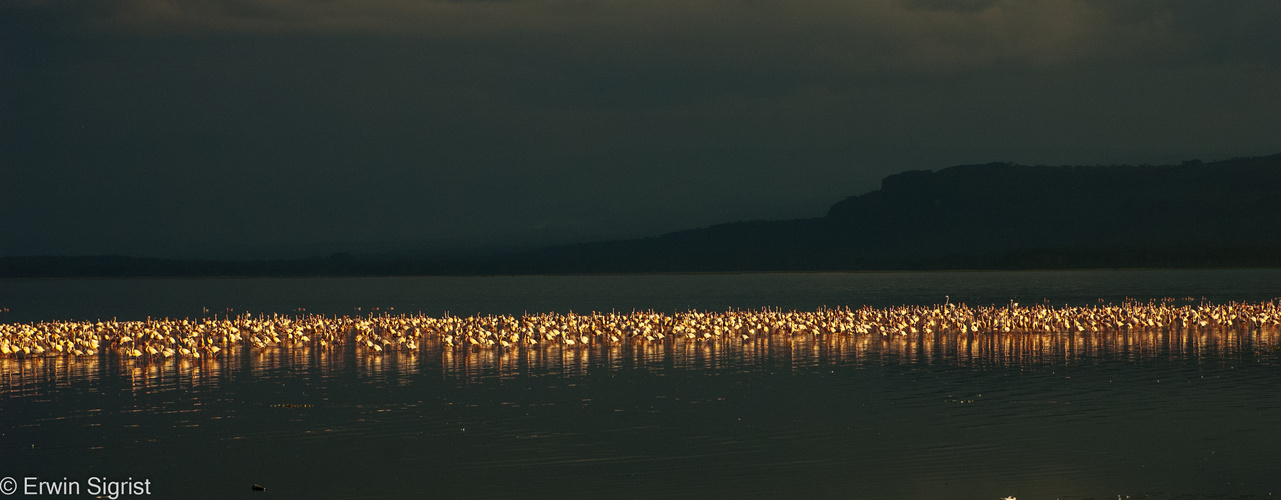 Flamingos am Nakuru-See (Kenya)