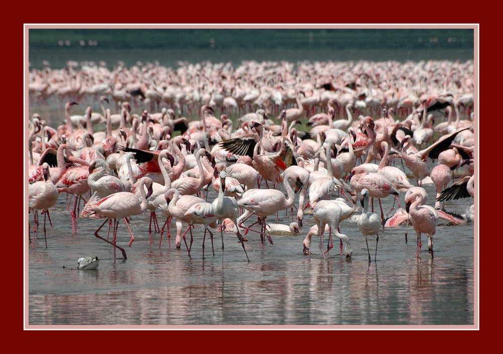 Flamingos am Nakurusee