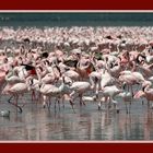 Flamingos am Nakurusee