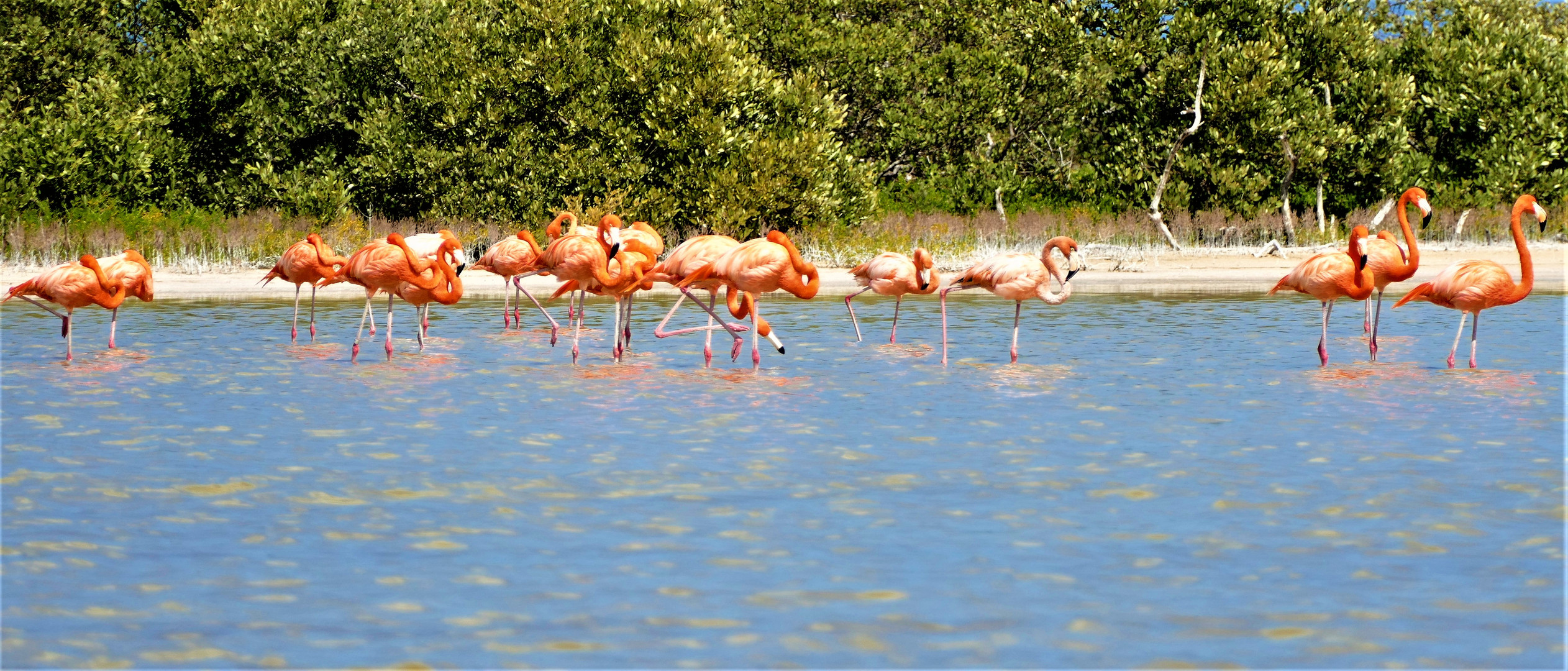 Flamingos am Rio Lagartos