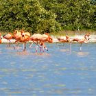 Flamingos am Rio Lagartos