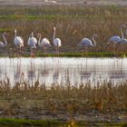 Flamingos am See