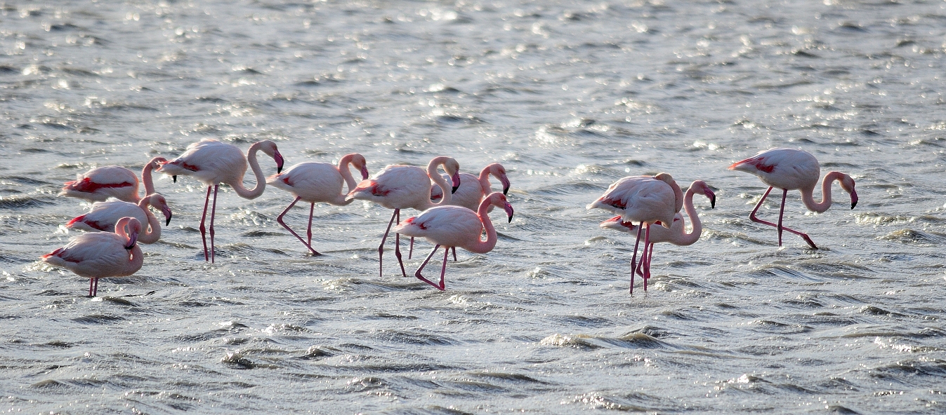 Flamingos am See, Flamingos on the lake,  Flamencos en el lago