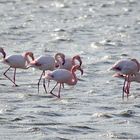 Flamingos am See, Flamingos on the lake,  Flamencos en el lago