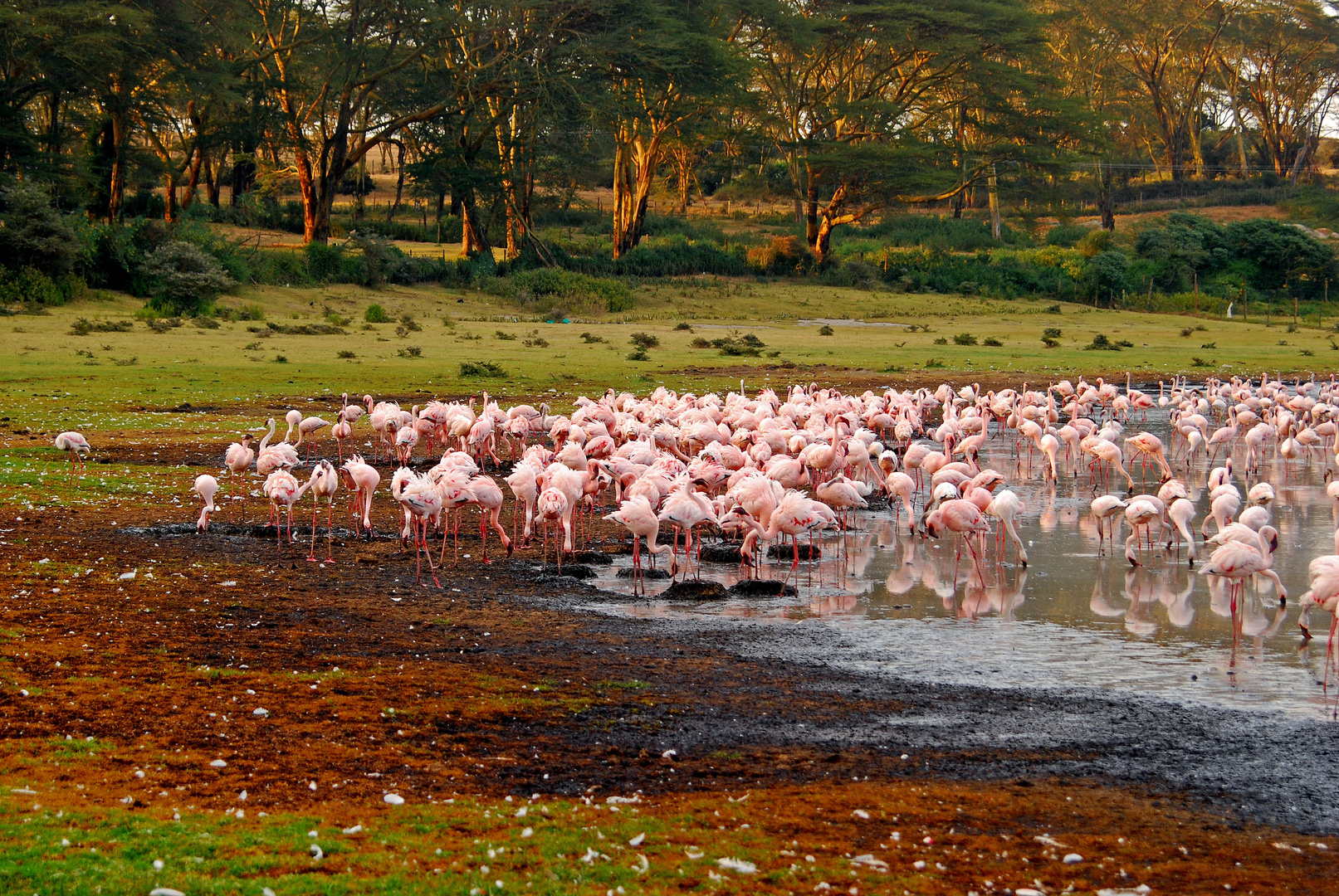 Flamingos am Seeufer