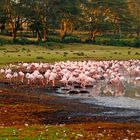 Flamingos am Seeufer