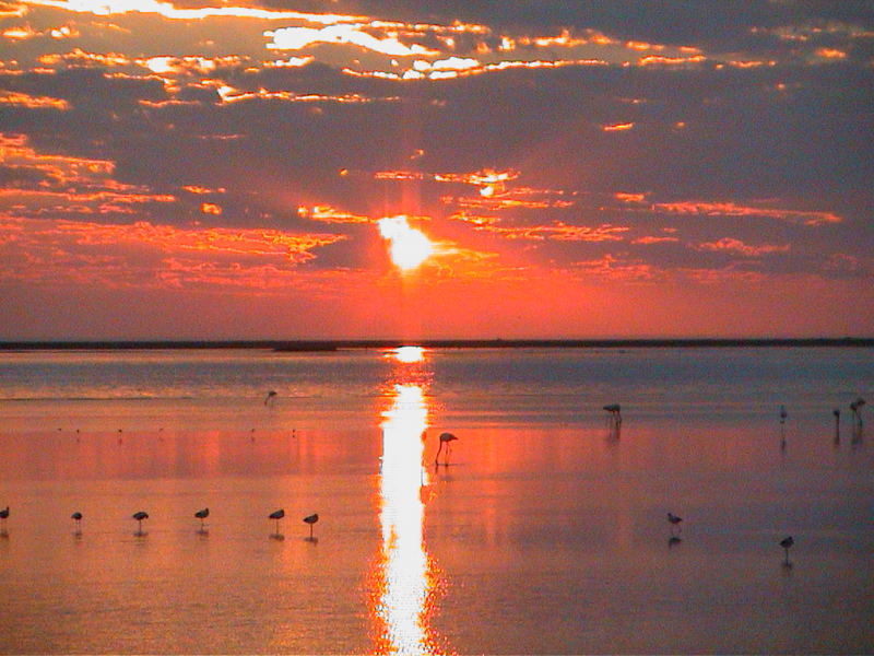 Flamingos am Strand