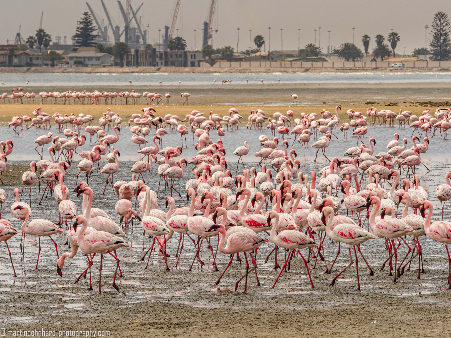 Flamingos am Strand von Walvis Bay