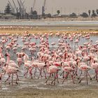 Flamingos am Strand von Walvis Bay