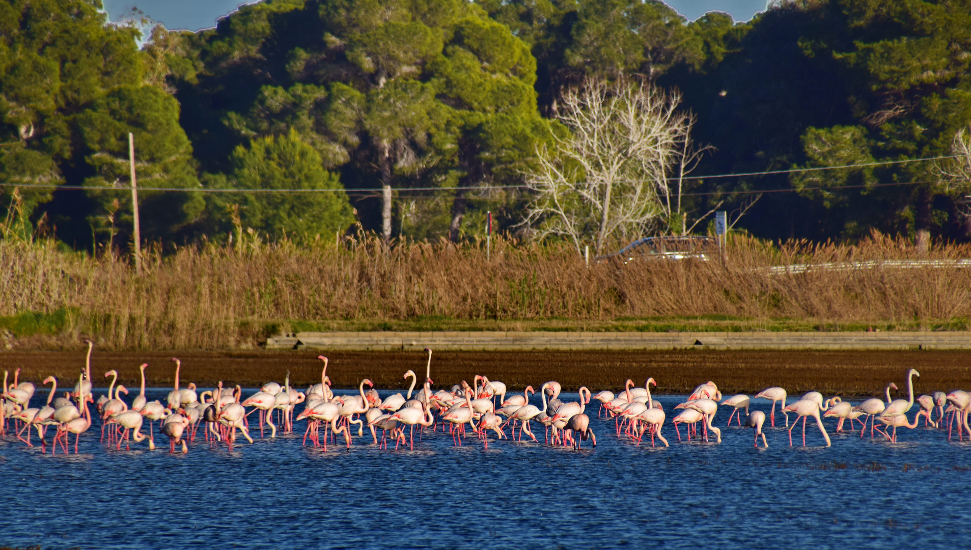 Flamingos am Straßenrand