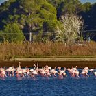 Flamingos am Straßenrand