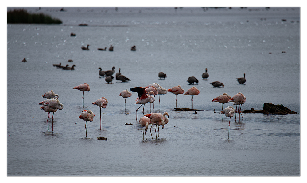 Flamingos am Zwillbrocker Venn