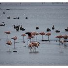 Flamingos am Zwillbrocker Venn