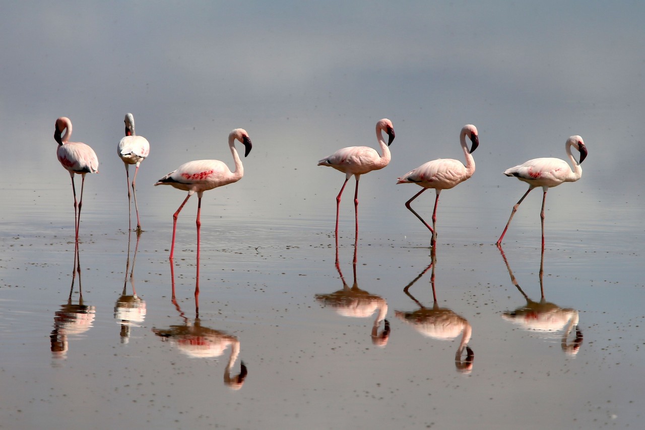 Flamingos - Amboseli - Kenya