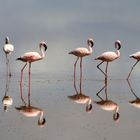 Flamingos - Amboseli - Kenya