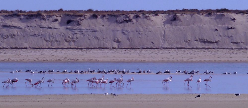 Flamingos an der Algarve