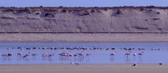 Flamingos an der Algarve