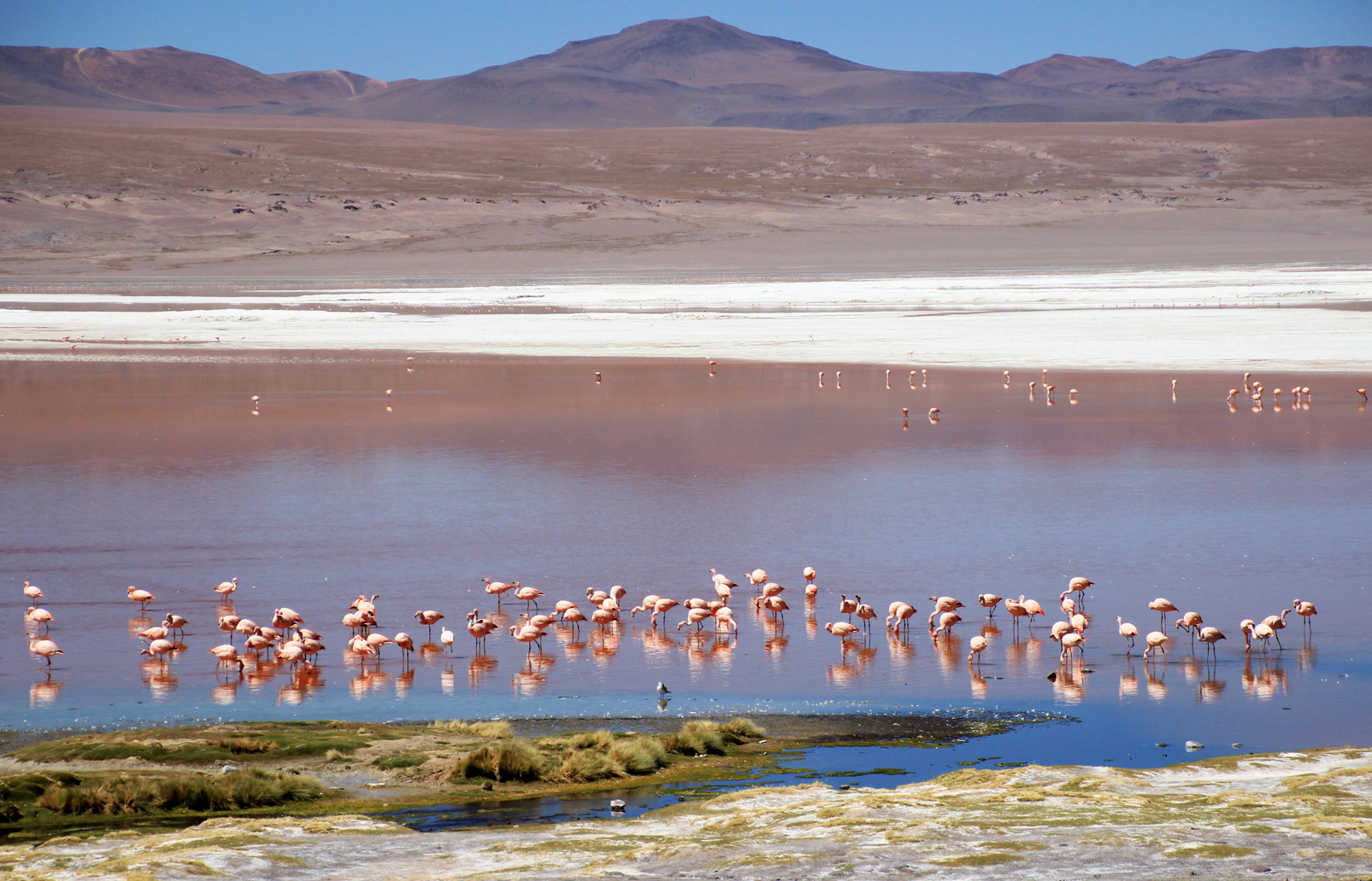 Flamingos an der Laguna Colorada