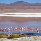 Flamingos an der Laguna Colorada
