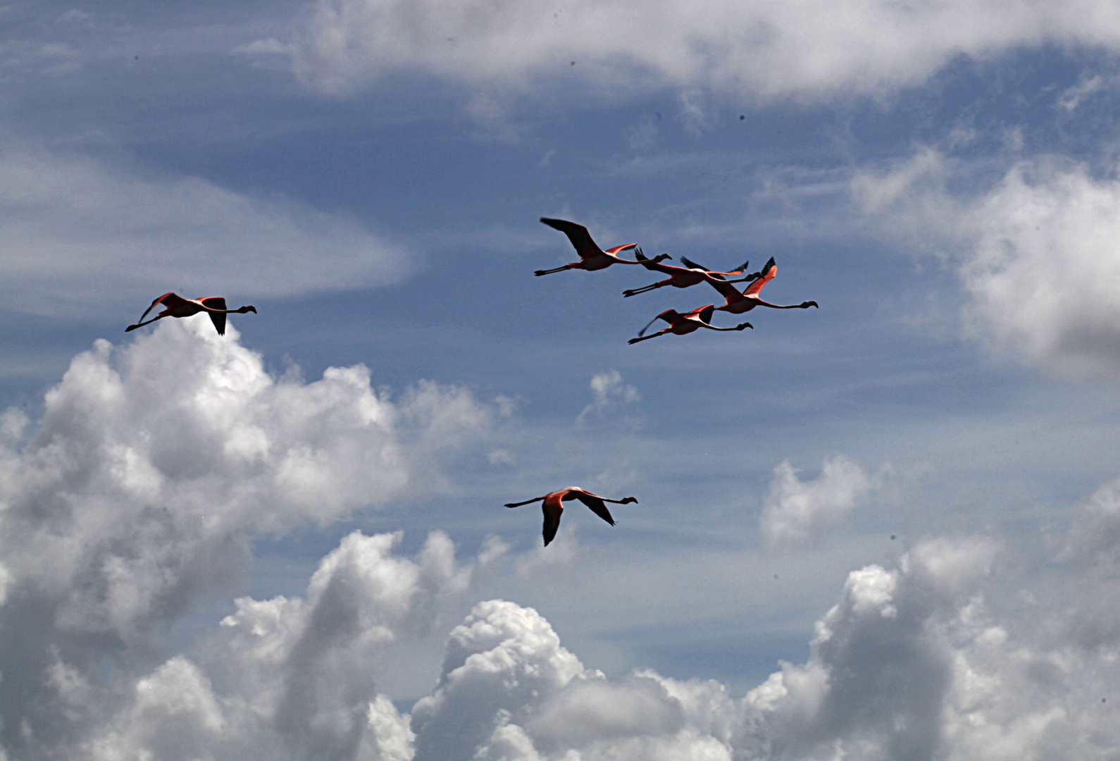 Flamingos an der Lagune bei Trinidad (Kuba)