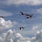 Flamingos an der Lagune bei Trinidad (Kuba)