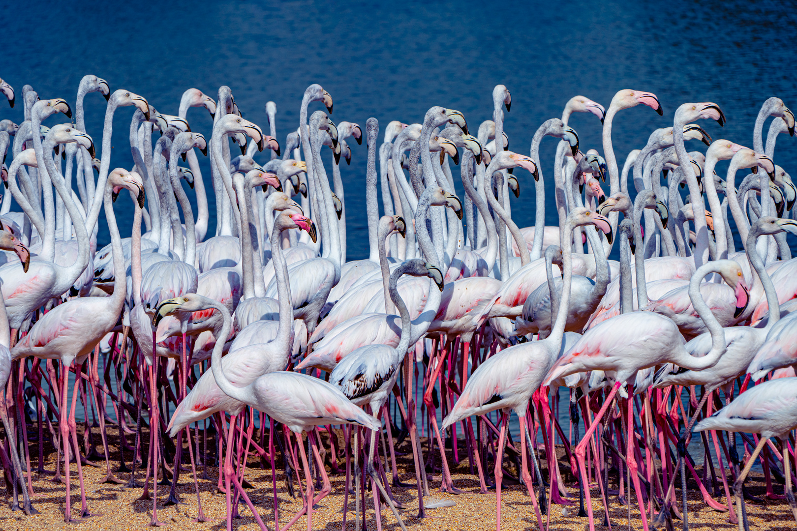 Flamingos at Al Qudra Lake in Dubai