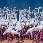 Flamingos at Al Qudra Lake in Dubai