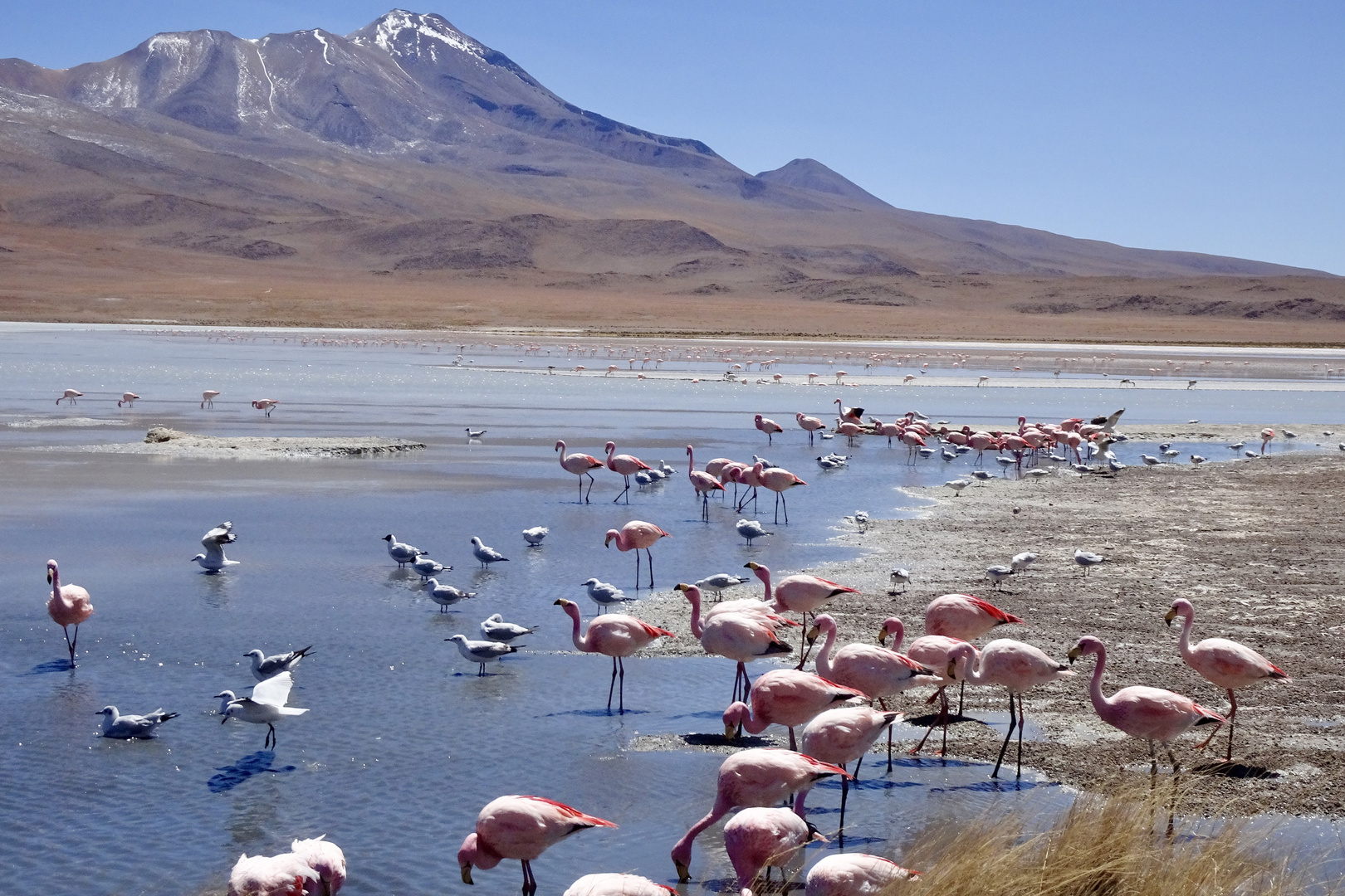 Flamingos at Altiplano