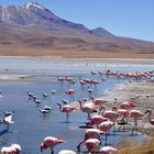 Flamingos at Altiplano