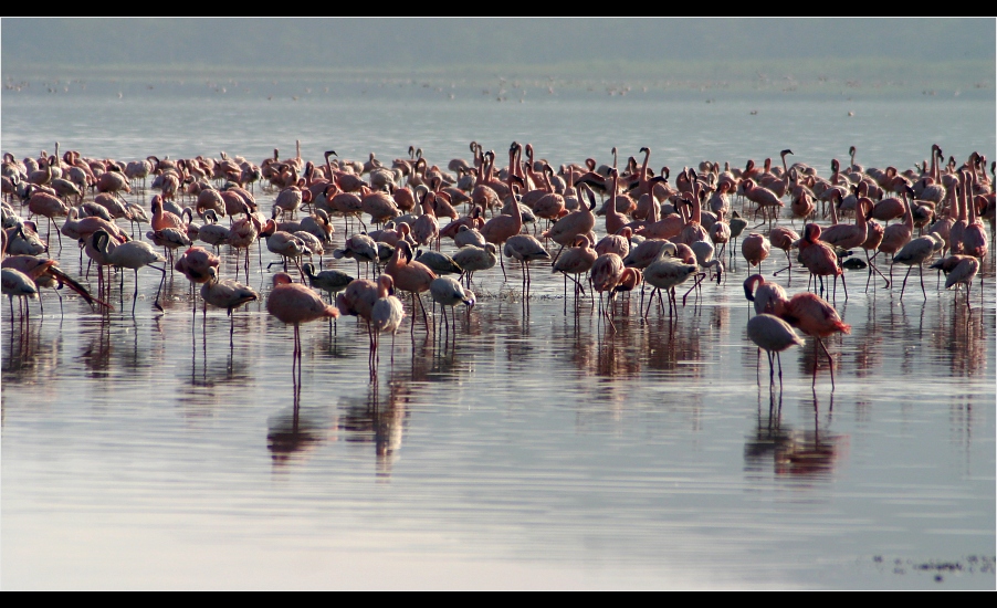 ... Flamingos at Lake Nakuru, Kenya ...