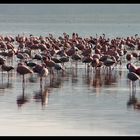 ... Flamingos at Lake Nakuru, Kenya ...