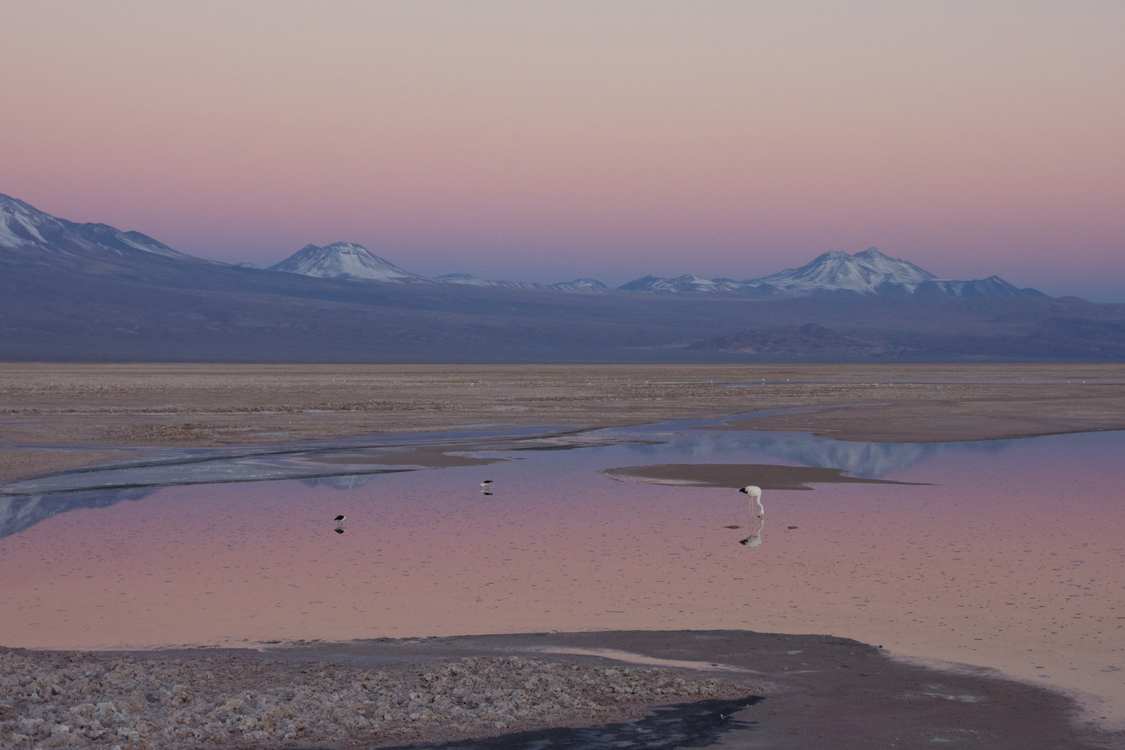 Flamingos at Sunset: Salar de Atacama