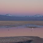 Flamingos at Sunset: Salar de Atacama