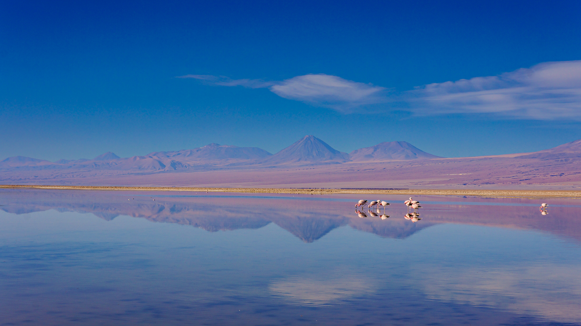 Flamingos @ Atacama Desert, Chile