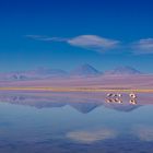 Flamingos @ Atacama Desert, Chile