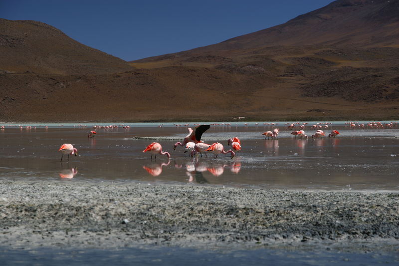 Flamingos auf 4200m Höhe