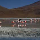 Flamingos auf 4200m Höhe