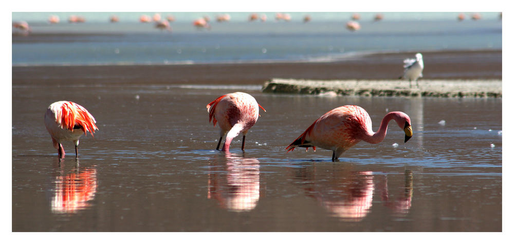 Flamingos auf 4200m Höhe