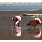 Flamingos auf 4200m Höhe