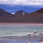 Flamingos auf 4300 m