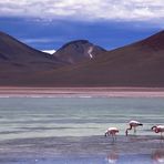 Flamingos auf 4300 m