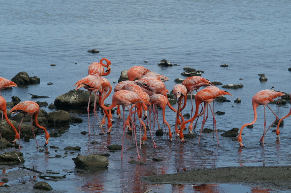 Flamingos auf Bonaire