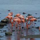 Flamingos auf Bonaire