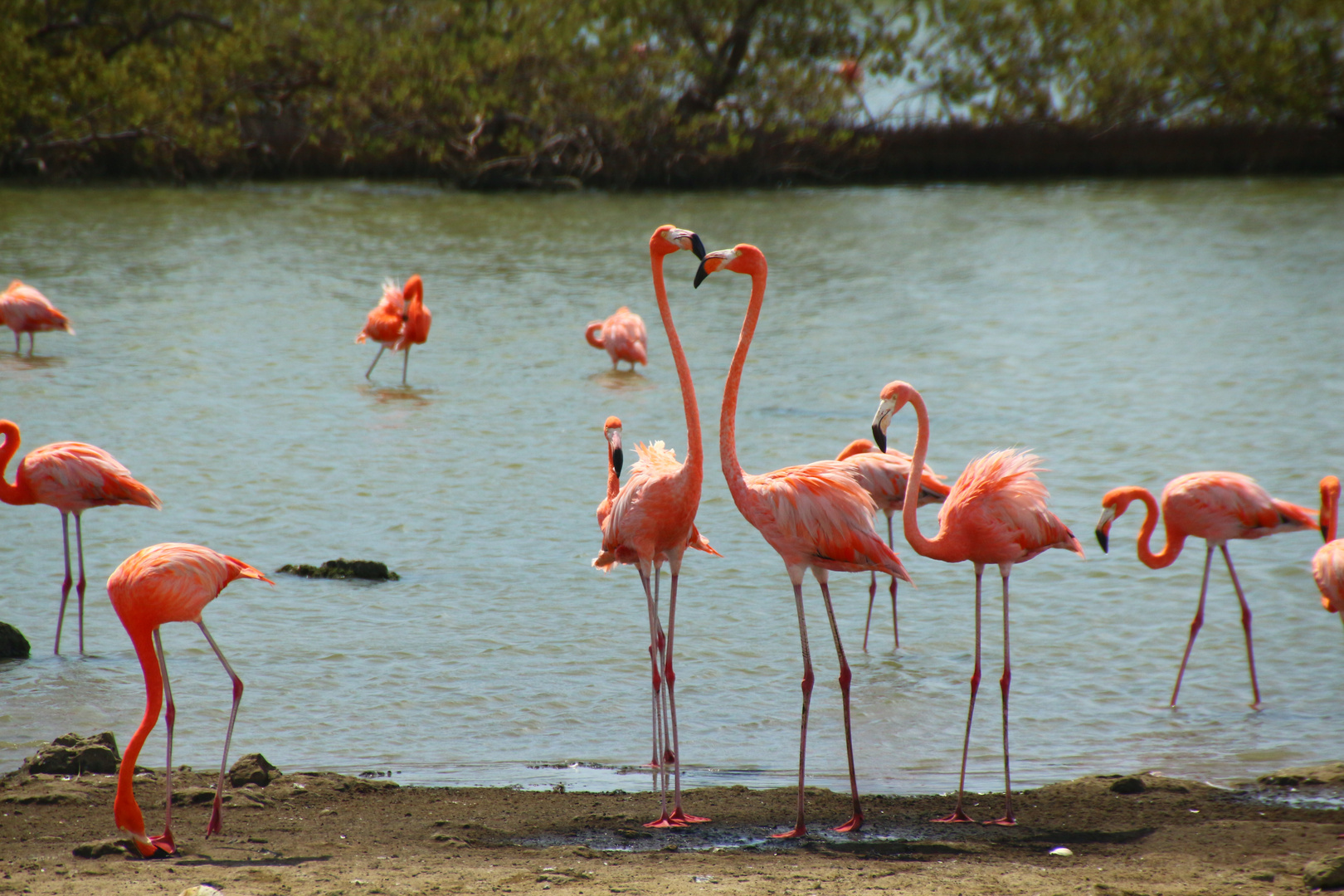 Flamingos auf Bonaire (Antillen)