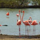 Flamingos auf Bonaire (Antillen)