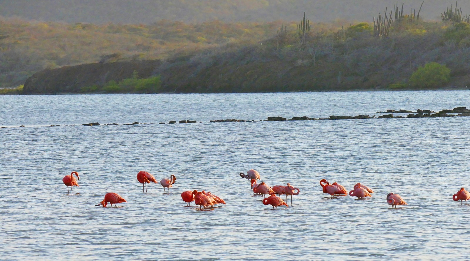 Flamingos auf Curacao!